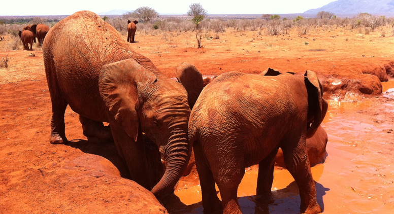 Elephent Earth