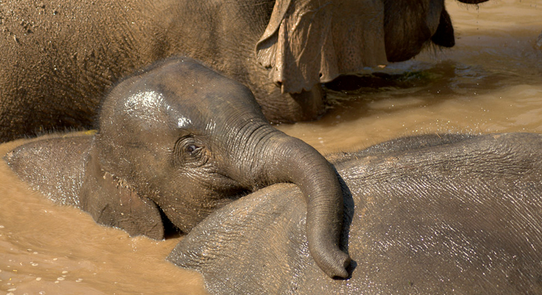 Elephent Earth